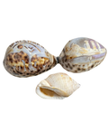 Set of 3 Vintage Carved Seashells