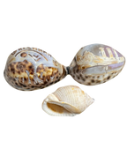 Set of 3 Vintage Carved Seashells