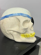 Pirate Skull Ceramic Coin Collector