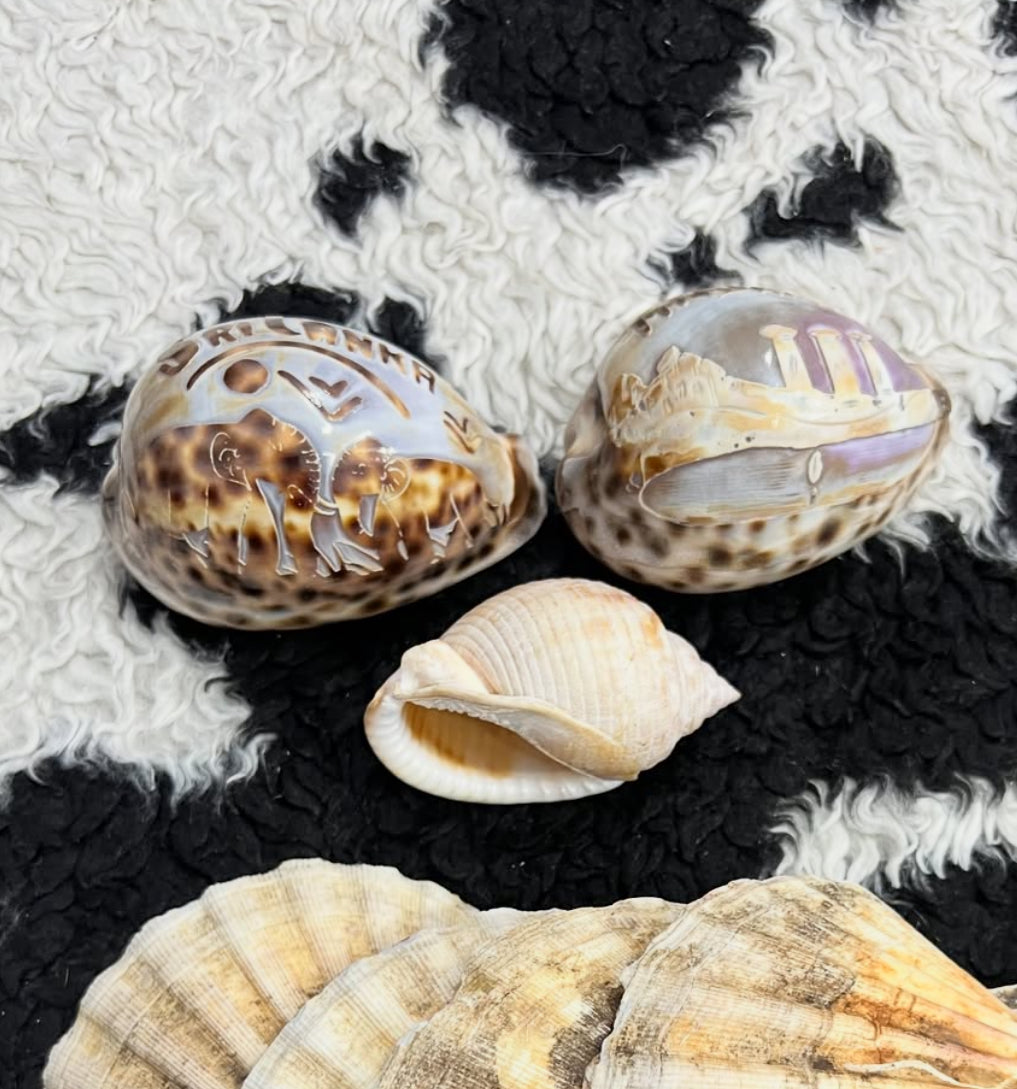 Set of 3 Vintage Carved Seashells