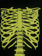 Fruit of the Loom Skeleton Tee (Large)