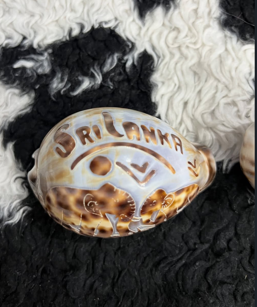 Set of 3 Vintage Carved Seashells